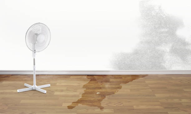 Best Carpet water damage restoration  in Woodsboro, MD